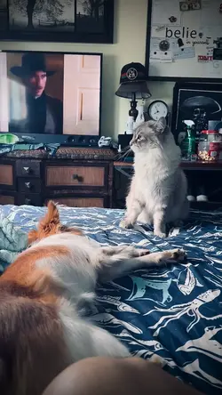 Cat & Dog