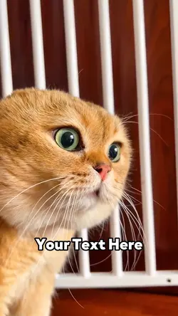 Talking Cat