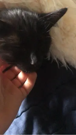 Kitten Edit