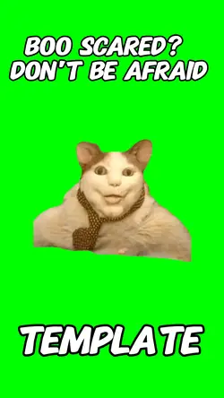 boo scared cat meme 
