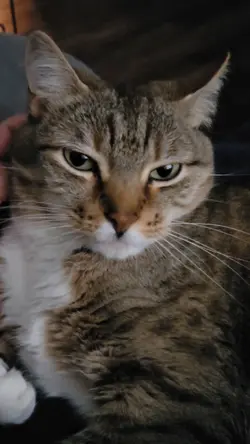my cat