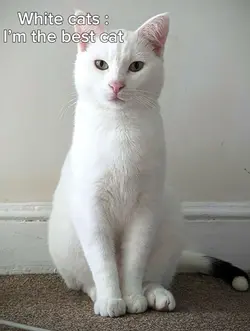 cats