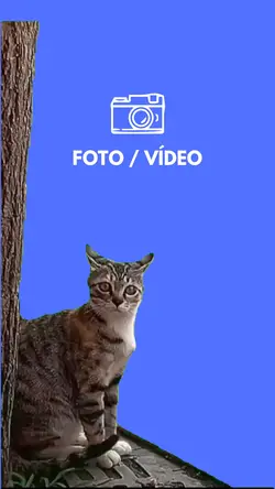 Meme Gato Assustado 