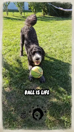 Ball is life