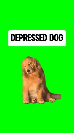 DEPRESSED DOG