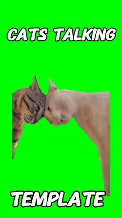 Cats Talking Meme 