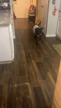 Saving another dog 