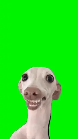 Singing dog - APT