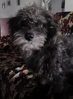Lembre de mim, pet