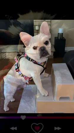 cookie time 
