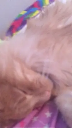 My Cats ASMR