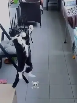 Cat / Ronaldo
