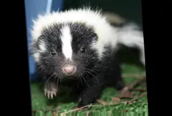Skunks