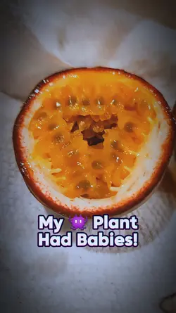 Plant baby aka Fruit