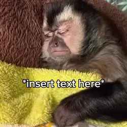 Monkey Sleeping 