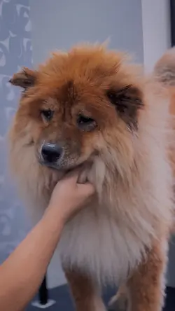 Pet