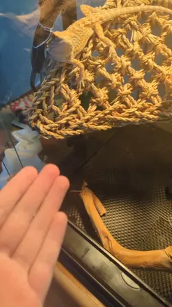 Tex the beardie