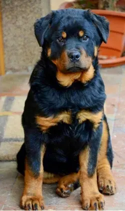 Add ur pet photo