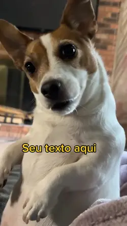 Meme cachorro