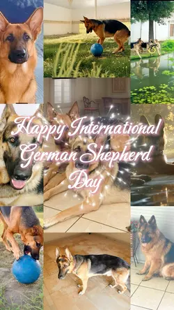 German Shepherd Day 