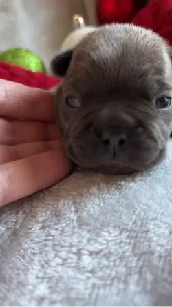 French bulldog puppy