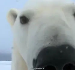 POLAR BEARSSS