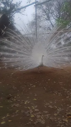 Pavão 