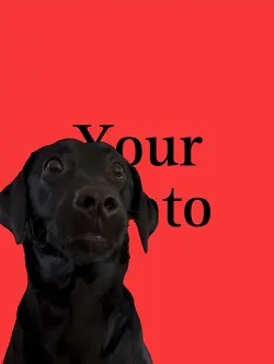 Red Bull dog