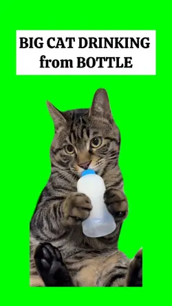 BIG CAT DRINKIN