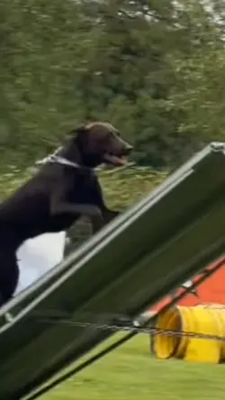 Service k9 Barracuda