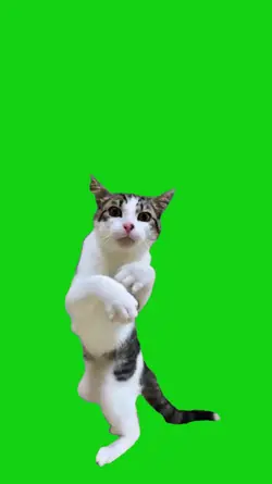 gato box em alta 