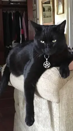 gatos 