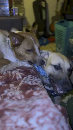 Dog playing video