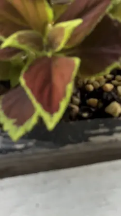 Plants