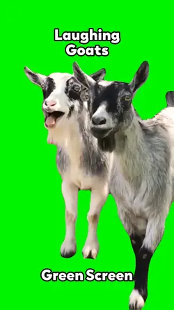 Laughing Goats