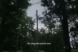 Poison Tree