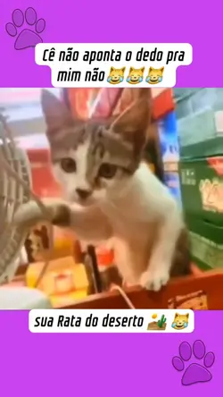 gatinhos engraçados 
