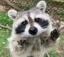 Trash Panda