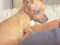 Pet cute