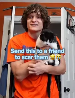 Cat Pull U