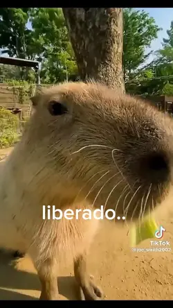 capivaraaa ^^