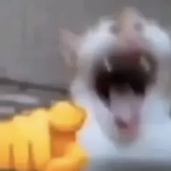Laughing cat