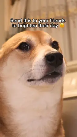 Dog dance