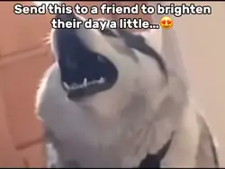 Husky Singing