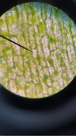 Plant cells