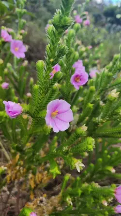 Sinfonia da natureza