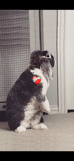 Beautiful pet