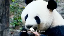 Panda 6th Finger