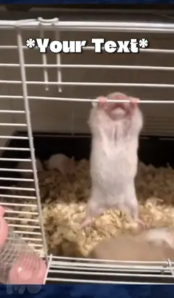 Hamster Meme