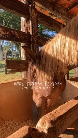 Feridas se curam 